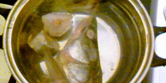 Рецепт ухи из судака