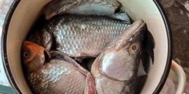 Рецепт ухи рыбацкой