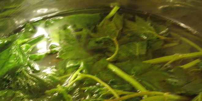 Рецепт хлеба с крапивой