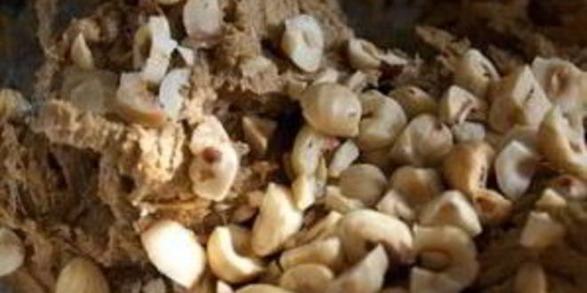 Рецепт печенья с фундуком и эспрессо