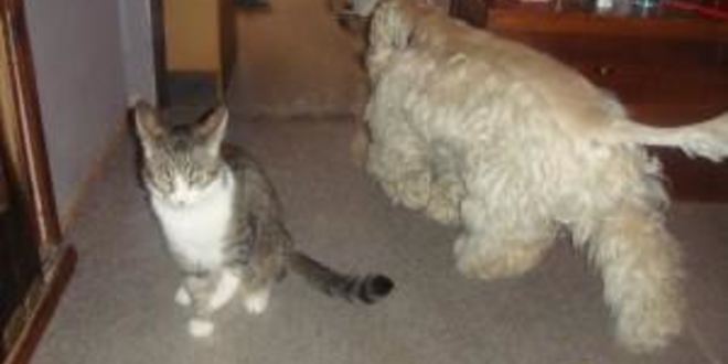 Рецепт пирожков для бабушки