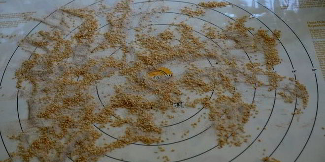 Рецепт рулетиков с золотистым кунжутом