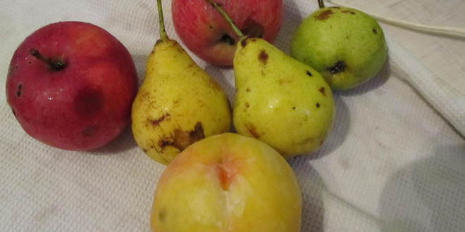 Рецепт шарлотки с яблоками и грушами