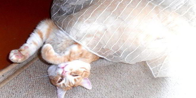 Рецепт штруделя рыбка моя