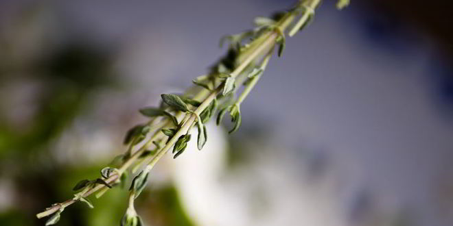 Рецепт соленых сырников с аджикой