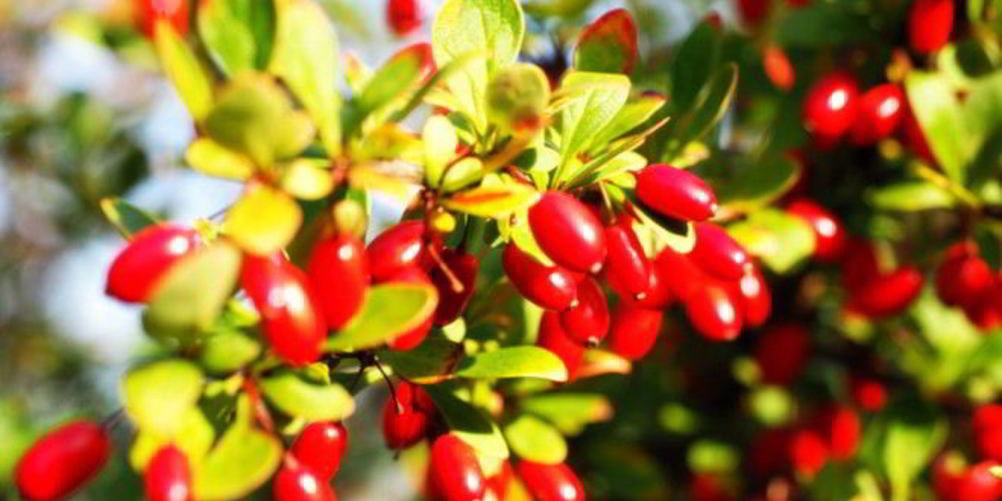 Как приготовить джем из кизила без косточек