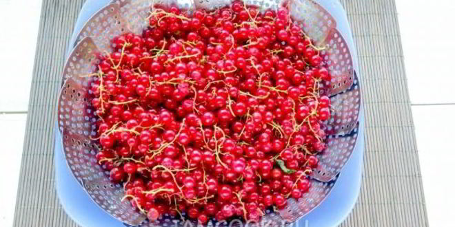 Рецепт джема из красной смородины