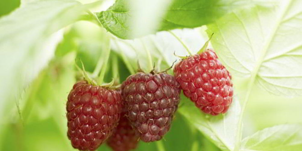 Как приготовить компот из малины