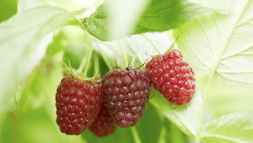 Рецепт Компота из малины