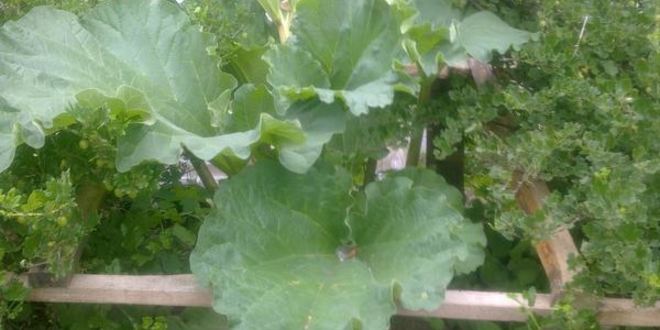 Рецепт компота из ревеня со вкусом детства