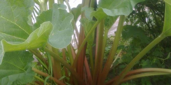 Рецепт компота из ревеня со вкусом детства