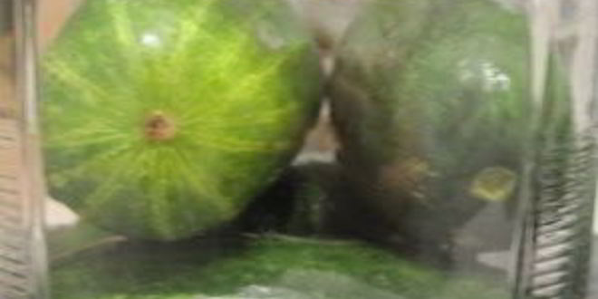 Рецепт быстрых маринованных огурцов на зиму