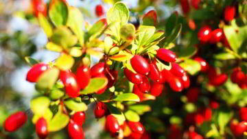 Рецепт Маринованного кизила по-азербайджански