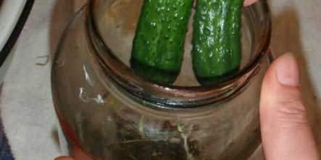 Рецепт маринованных огурчиков