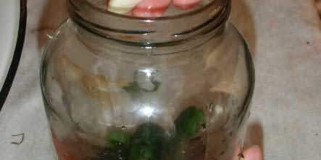 Рецепт маринованных огурчиков