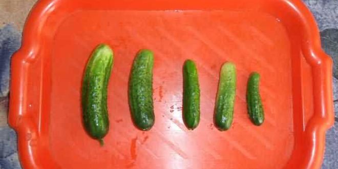 Рецепт маринованных огурчиков