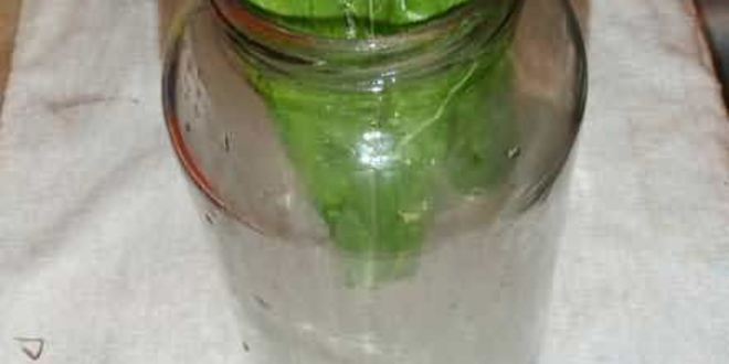 Рецепт маринованных огурчиков