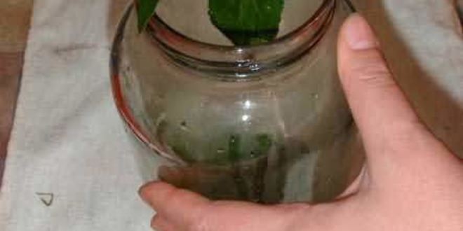 Рецепт маринованных огурчиков