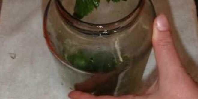 Рецепт маринованных огурчиков