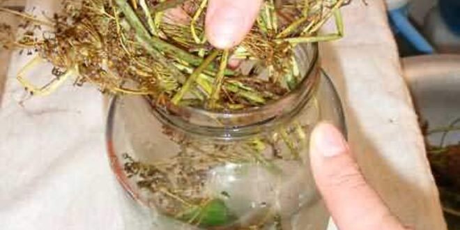 Рецепт маринованных огурчиков