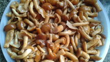 Рецепт Маринованных опят без стерилизации