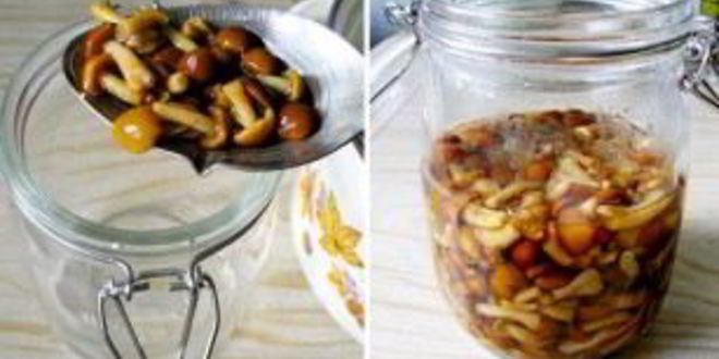 Рецепт маринованных опят без закатки