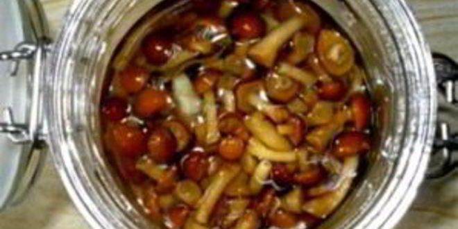 Рецепт маринованных опят без закатки