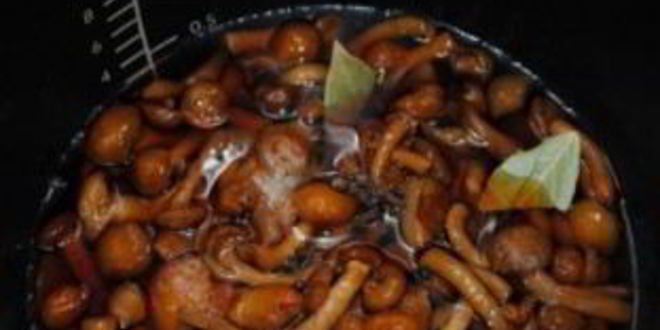 Рецепт маринованных опят в мультиварке