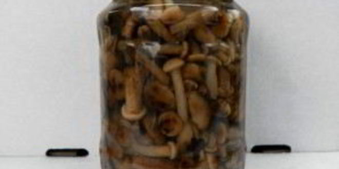 Рецепт маринованных опят в мультиварке