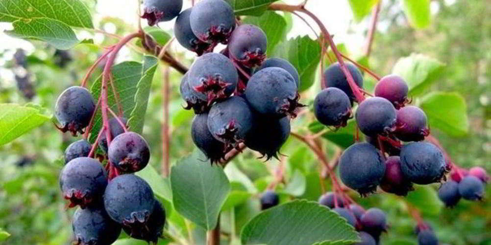 Как приготовить повидло из ирги