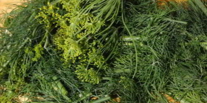 Рецепт хрустящих малосольных огурчиков