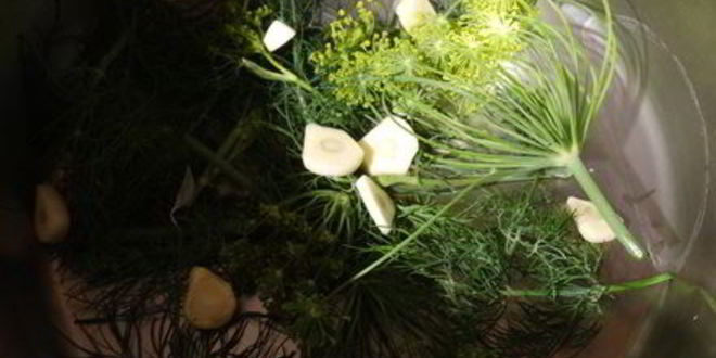 Рецепт хрустящих малосольных огурчиков