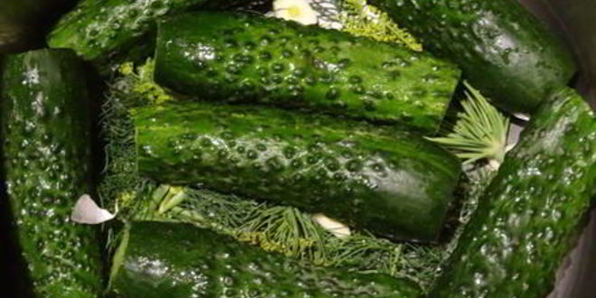 Рецепт хрустящих малосольных огурчиков