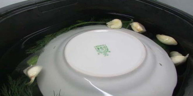 Рецепт малосольных огурчиков в минеральной воде