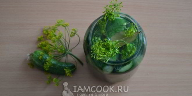 Рецепт малосольных огурцов в банке
