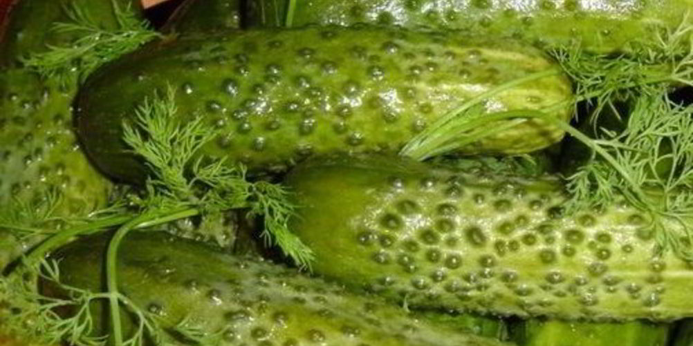 Как приготовить малосольные огурцы в холодной воде