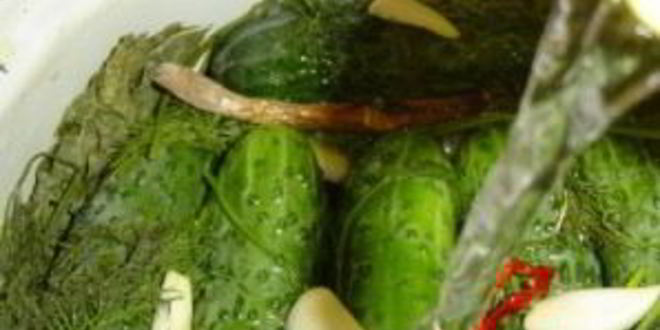 Рецепт малосольных огурцов в холодной воде