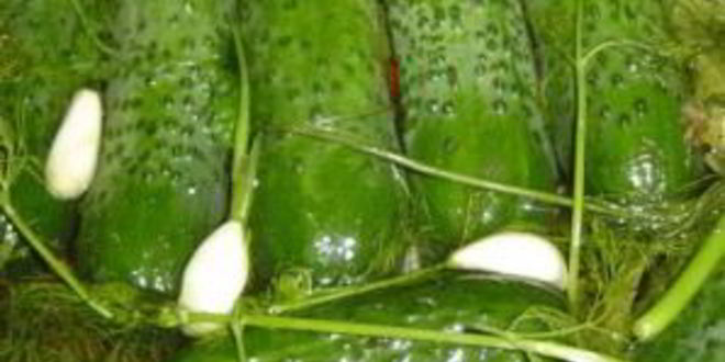 Рецепт малосольных огурцов в холодной воде