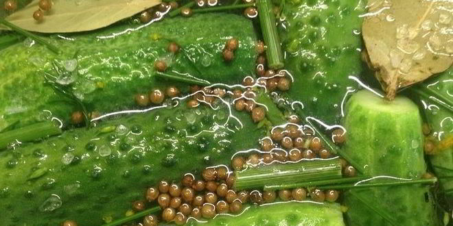 Рецепт огурцов малосольных летних на удачу