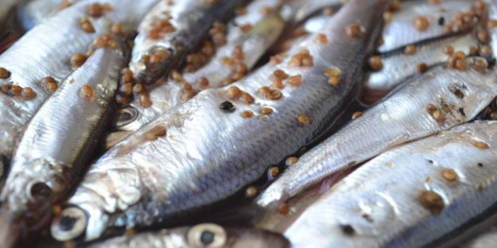 Как приготовить салаку пряного посола