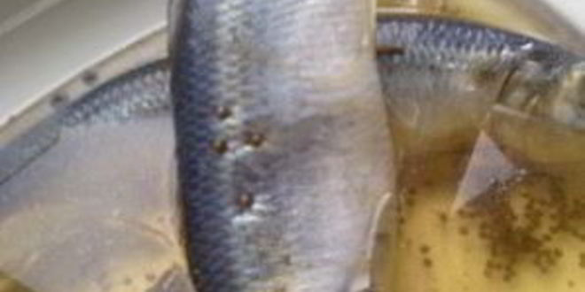 Рецепт салаки пряного посола