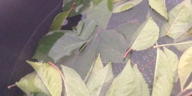 Рецепт царского варенья из крыжовника