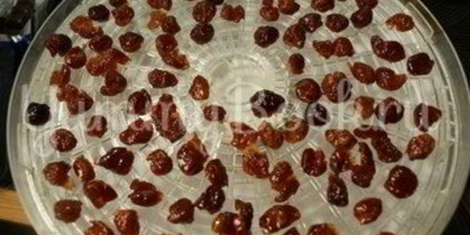 Рецепт цукатов из черешни