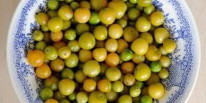 Рецепт варенья из физалиса земляничного