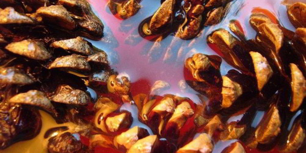 Как приготовить варенье из шишек