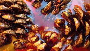 Рецепт Варенья из шишек