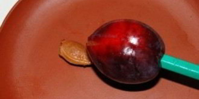 Рецепт варенья из слив без варки