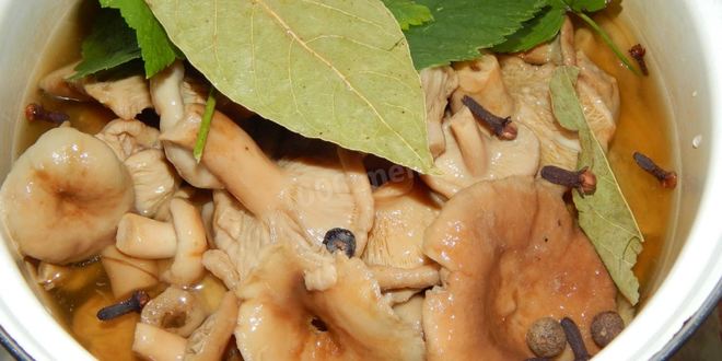 Рецепт волнушек соленых на зиму