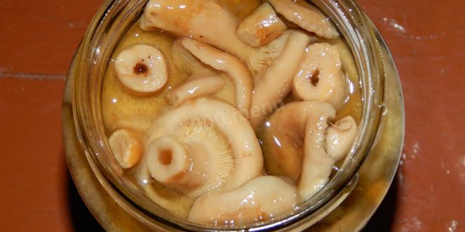 Рецепт волнушек соленых на зиму