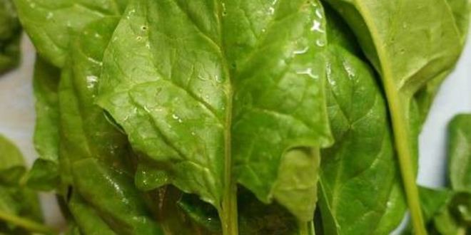 Рецепт заморозки шпината на зиму